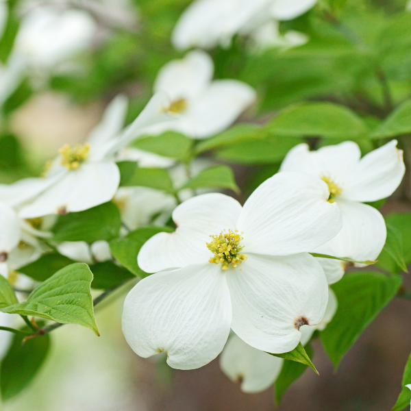 Eastern Flowering Dogwood(© 2023 LEAF)