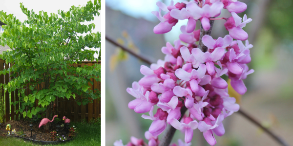 Eastern redbud form and flowers(Left: © 2015 Brenna Anstett / LEAF. Right: © 2016 Brenna Anstett / LEAF.)