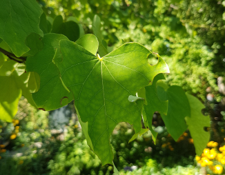 Eastern redbud leaf damaged by leafcutter bee