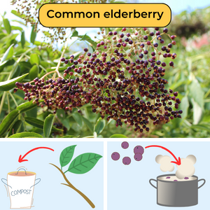 Image of Elderberry fruit and illustration of how to use in cooking(© 2016 Brenna Anstett/LEAF)