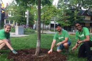 Three people mulch a young tree(© 2019 Erin MacDonald / LEAF)