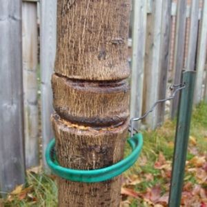 clear girdling around a tree trunk after removing ties(© LEAF)