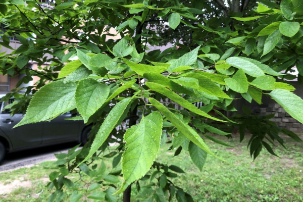 Hackberry tree cared for by Catherine Liscumb