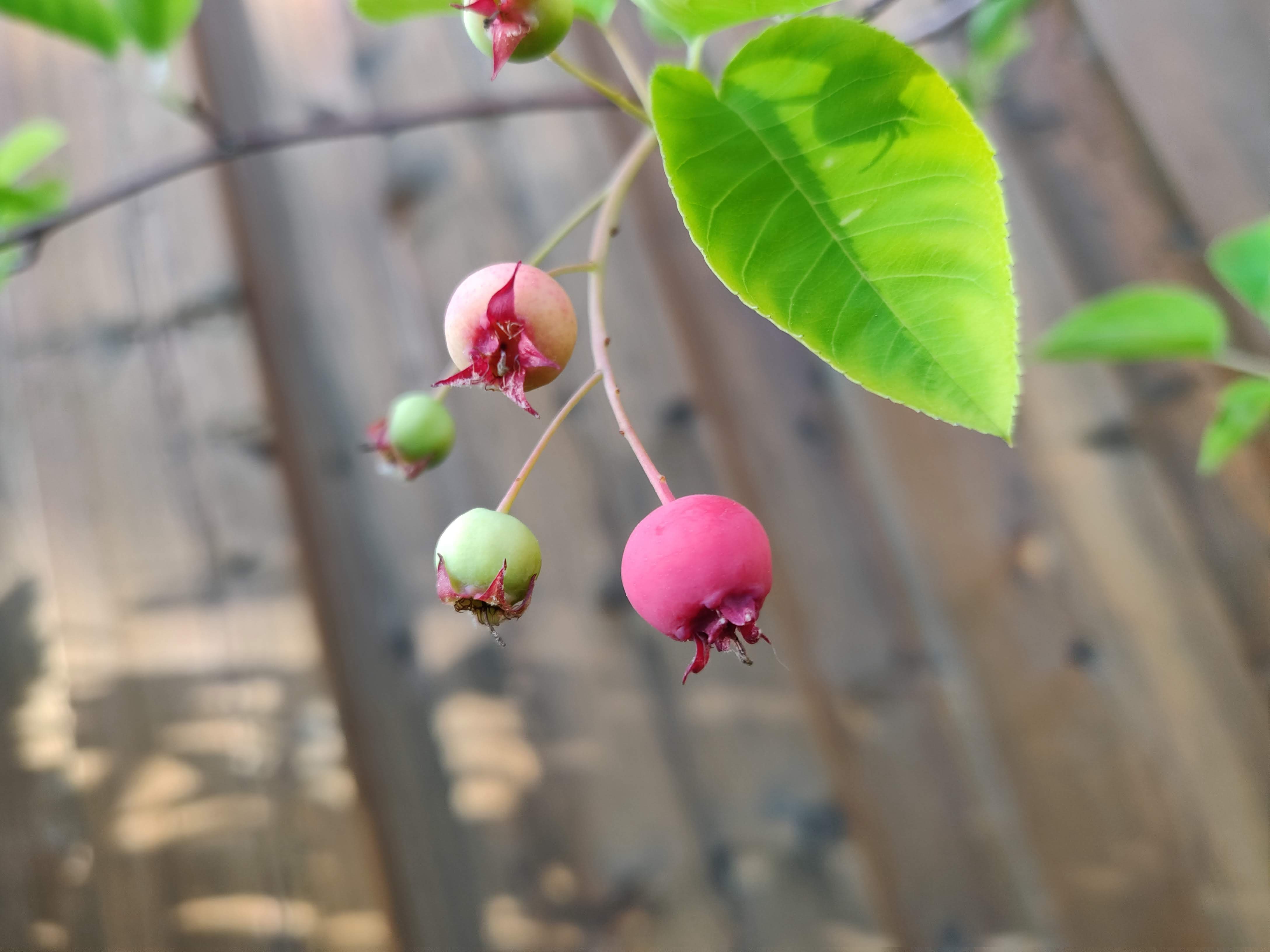 berry and leaf(©2019 Bokeh)