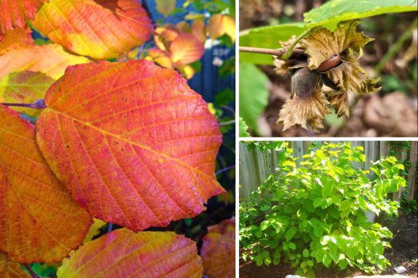 Collage of American hazelnut showcasing fall foliage, fruit and form.