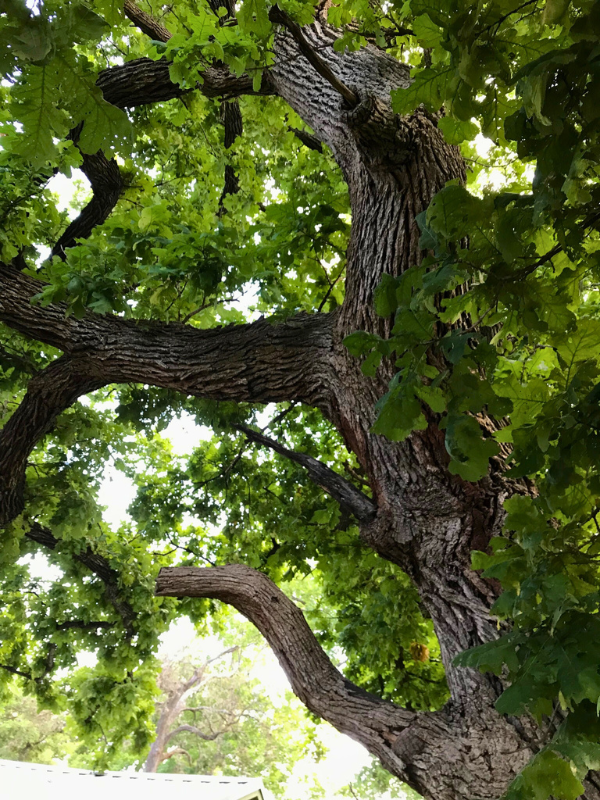 a close up view of a bur oak