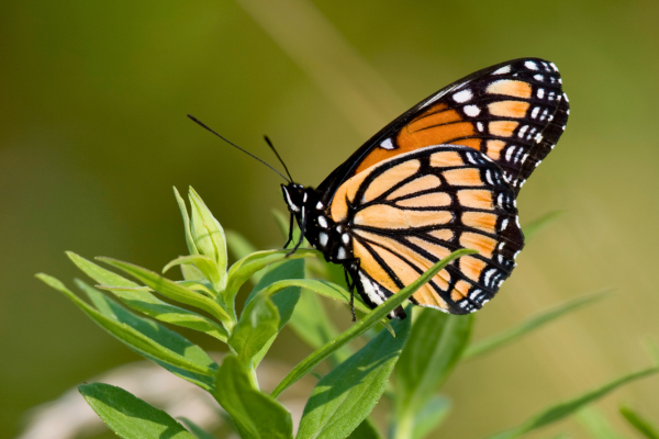 viceroy butterfly