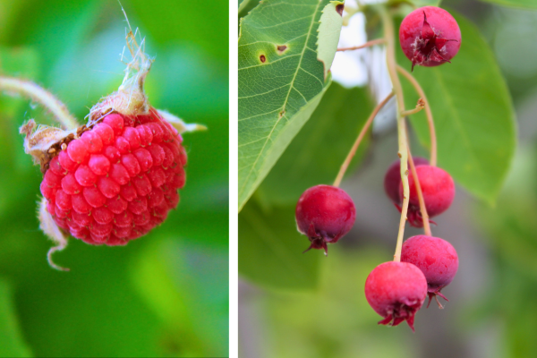 fruit of purple flowering raspberry and serviceberry