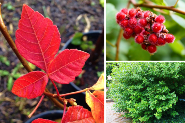 Collage of fragrant sumac showcasing fall foliage, fruit and form.