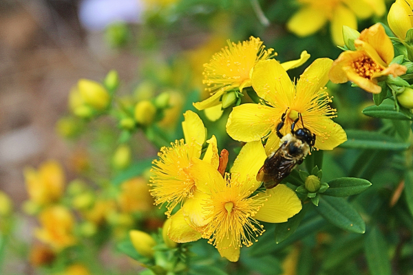 bumblebee visiting flowers of st. John's wort