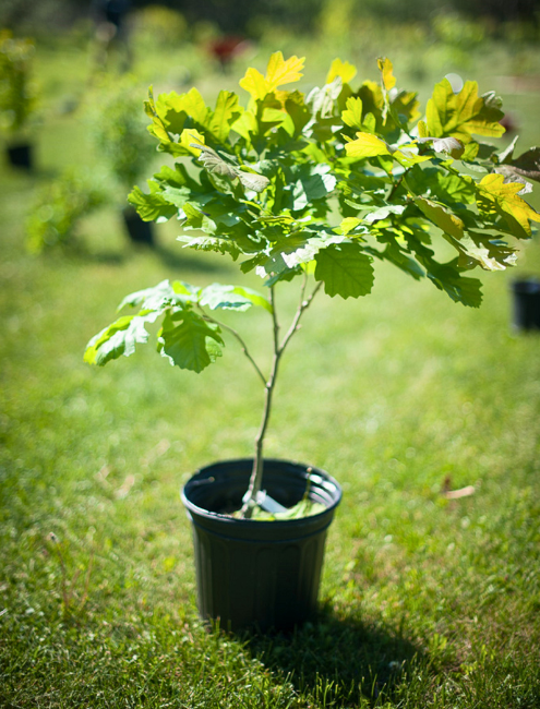 tree sapling in a container sitting on grass