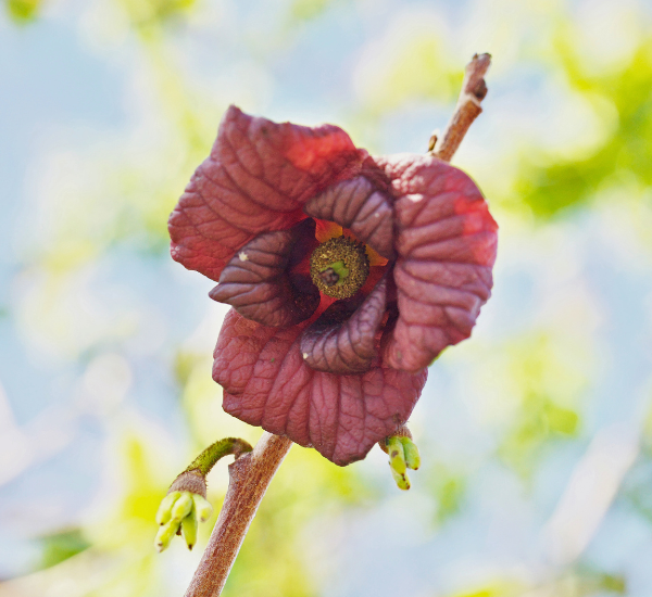 The flower of a pawpaw tree, which is Rema’s favorite native tree.