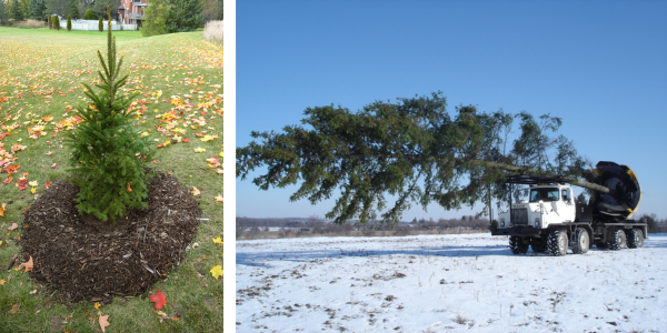 Left: A young white spruce Right: A large, mature spruce being transplanted using a large tree spade truck. 