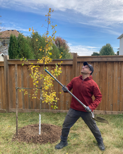 A young trembling aspen (5-8ft in height at the time of planting), hand-planted through LEAF’s Full-Service program.