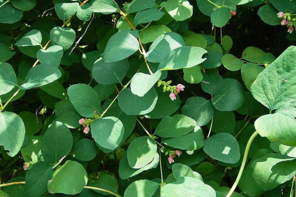 Common snowberry in dappled shade