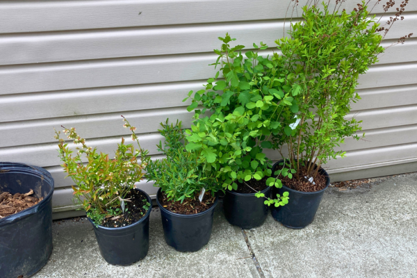 potted shrubs lined up against a wall