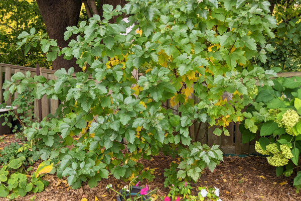 Fragrant sumac shrub