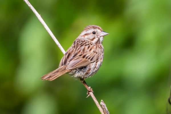 song sparrow