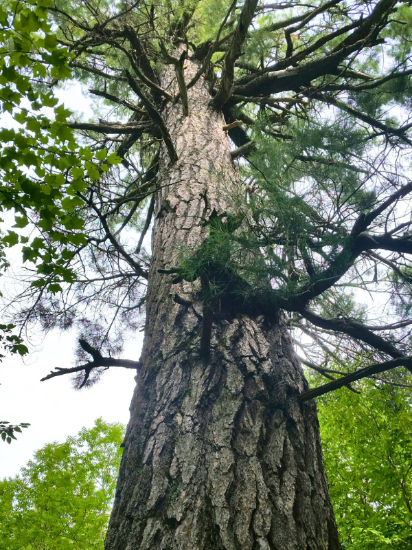 A close up view of a white pine