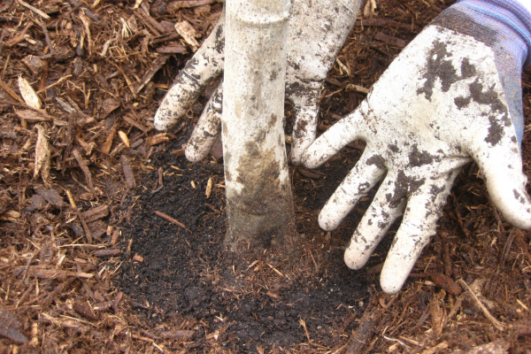  A LEAF planter emphasizing the "donut hole" surrounding a freshly mulched tree