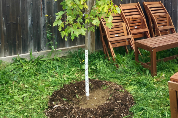 A LEAF planted Freeman maple with tree guard