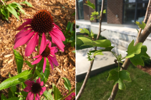 Purple Coneflower and tulip tree(© 2017 Kaja McDonald - LEAF)