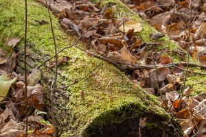 Fallen trunk surrounded by a bed of leaves(© 2018 Lillian Natalizio / LEAF)