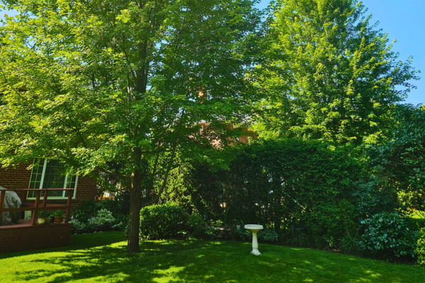 a mature Freeman maple tree creates a shady backyard(© 2023 Brenna Anstett / LEAF)