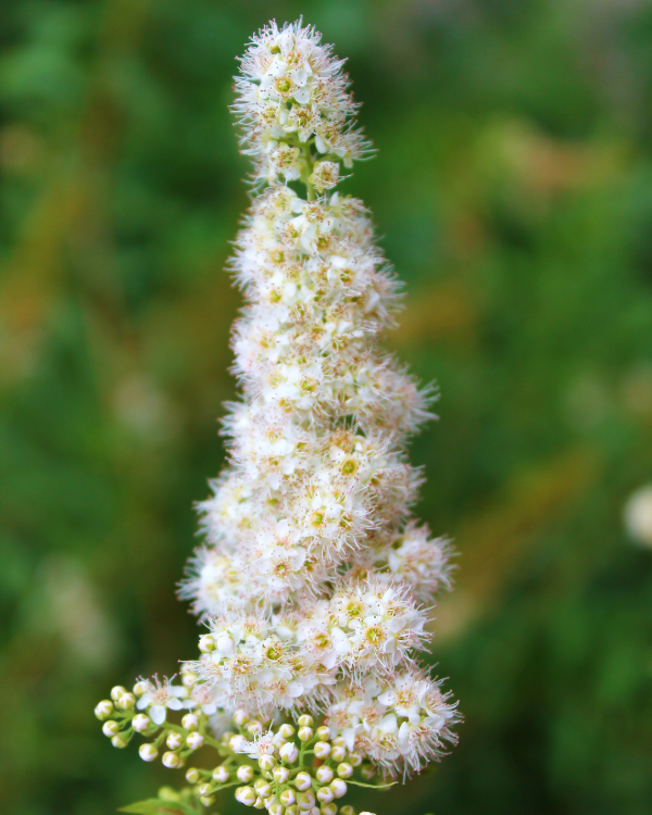 meadowsweet flowers(© 2015 Brenna Anstett/LEAF)