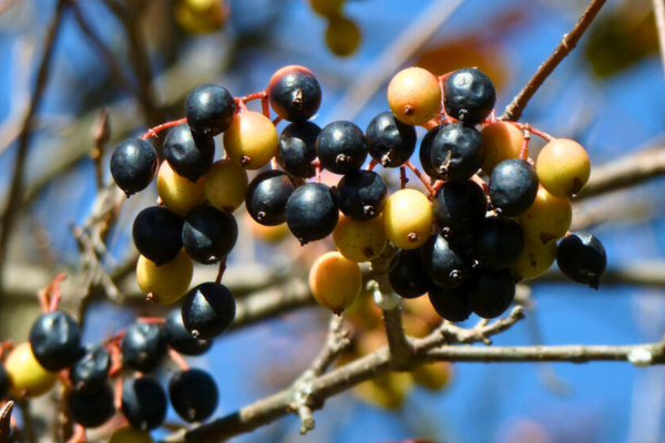 nannyberry fruit(© 2013 Wendell Smith-Nannyberry Fruit-flickr creative commons)