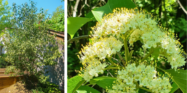 Nannyberry form and flowers(Left: © 2016 Brenna Anstett / LEAF. Right: © 2022 Dave Behm / iNaturalist.org by CC0 license.)