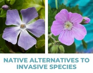 Periwinkle and wild geranium, reads "Native Alternative to Invasive Species"