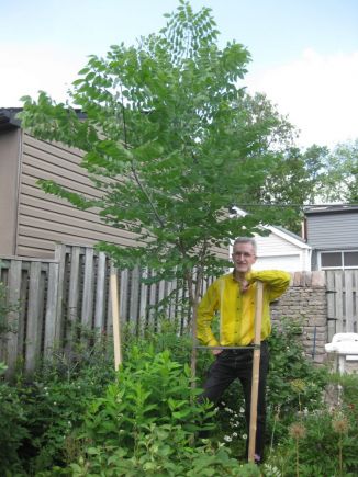 Neil Cochrane Kentucky Coffeetree