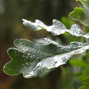 Oak leaves in the rain