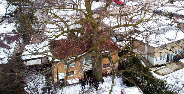 Red oak tree next to a house, covered in snow(© City of Toronto)