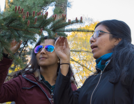 Two people inspecting the needles on an evergreen tree