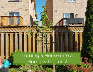 A freeman maple tree in a Toronto backyard with text saying Turning a House into a Home with Trees!