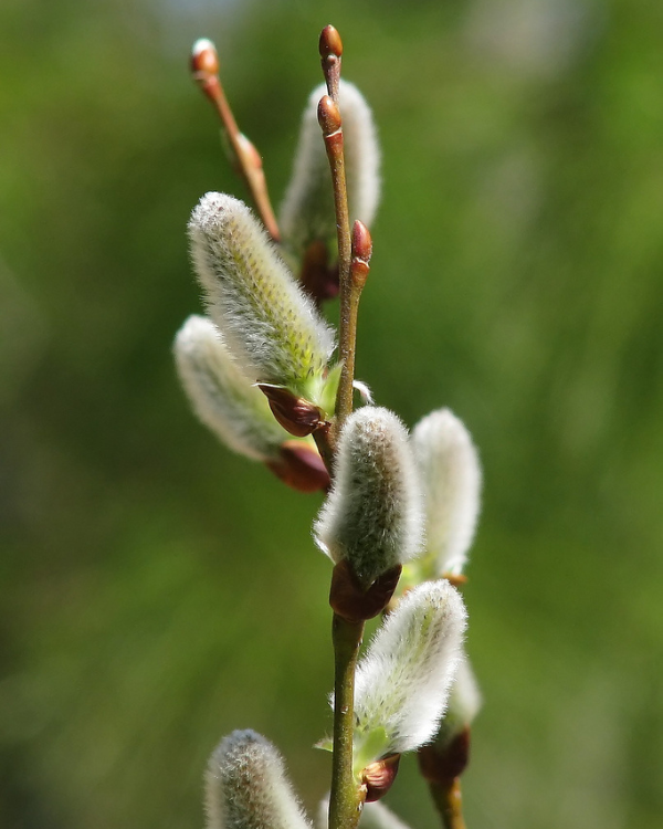 pussy willow catkins(©2011 