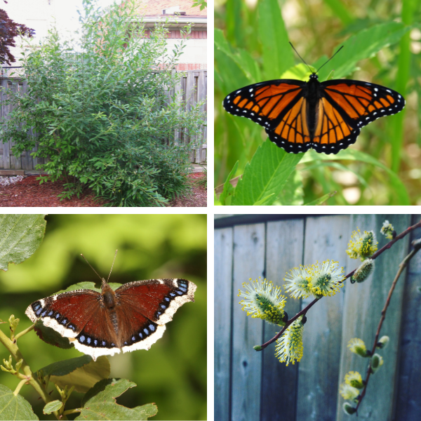 collage of pussy willow form and catkins, mourning cloak and viceroy butterflies(© 2024 LEAF)