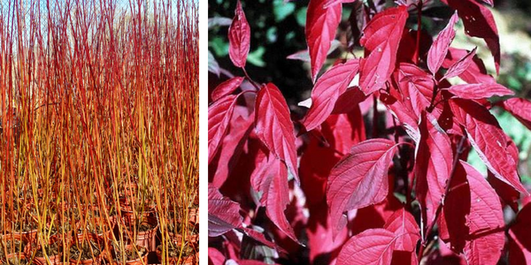 Red Osier Dogwood winter stems (left) and fall leaves (right)(LEFT: © 2016 Brenna Anstett / LEAF, RIGHT: © 2011 LEAF)