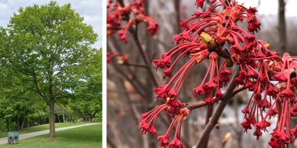 Red maple form and flowers(Left: © 2021 Lam Tran / LEAF. Right: © 2021 Drugal / iNaturalist.org by CC0 license.)