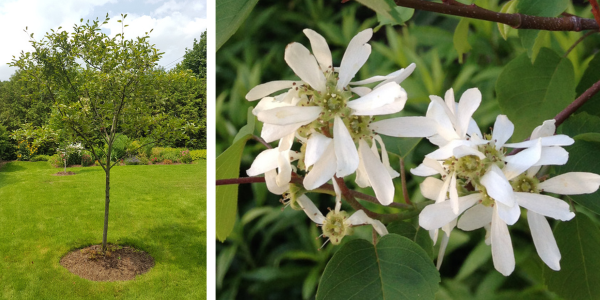 Serviceberry form and flowers(Left: © 2017 Brenna Anstett / LEAF. Right: © 2016 Janet McKay / LEAF.)