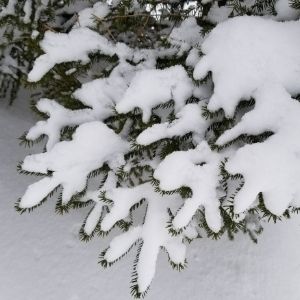 Big pile of snow on top of spruce branches(© 2021 Brenna Anstett / LEAF)