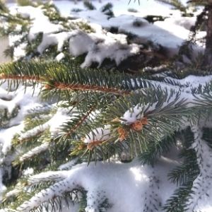 Spruce branch covered in snow(© 2019 Daniela Serodio / LEAF)