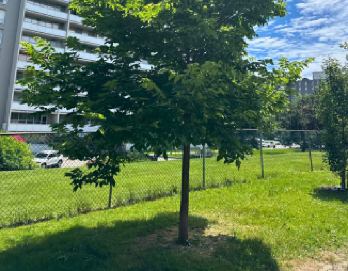 Hackberry tree at TCHC property