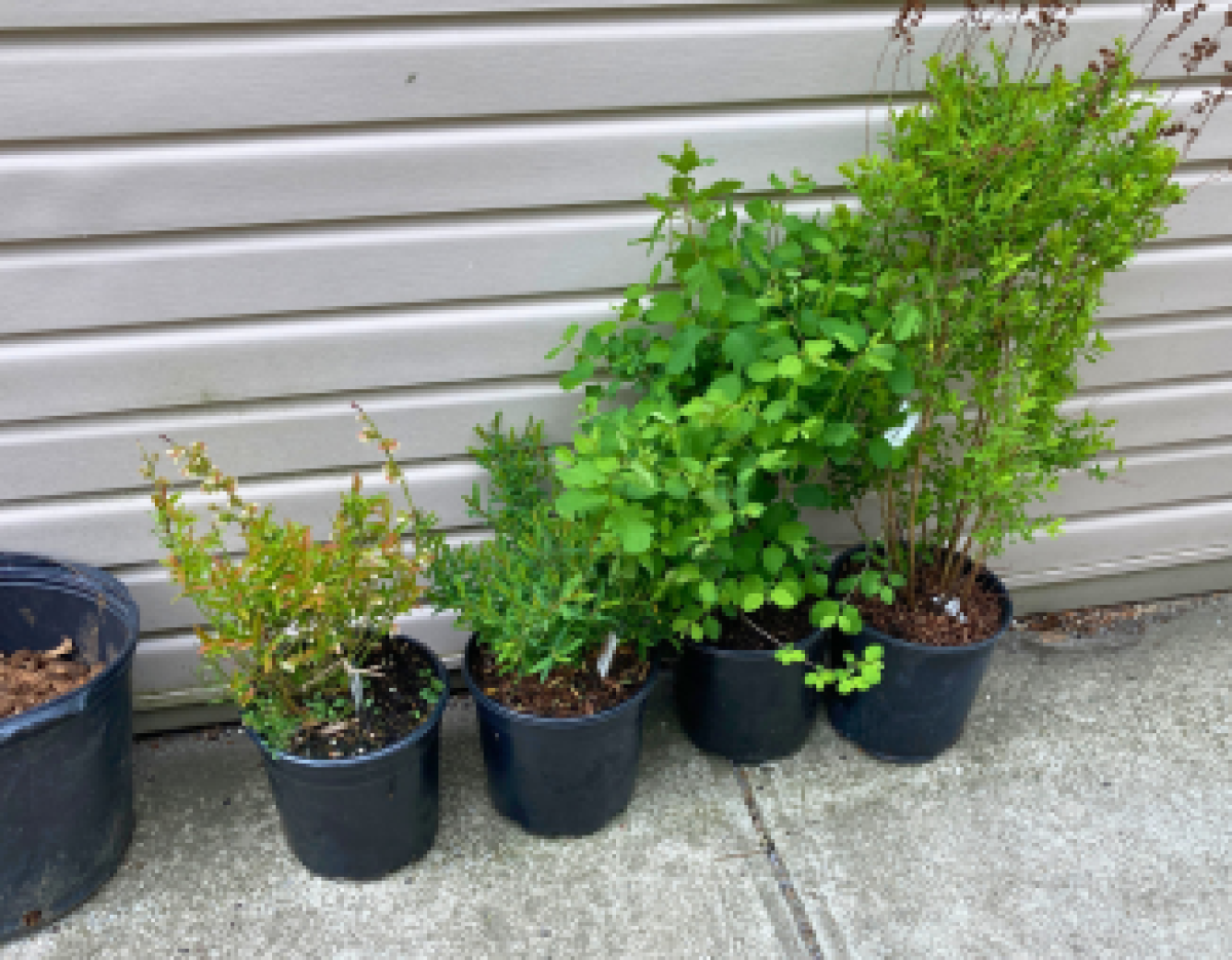 potted shrubs lined up against a wall