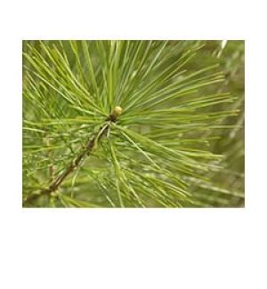 Pine needles up close