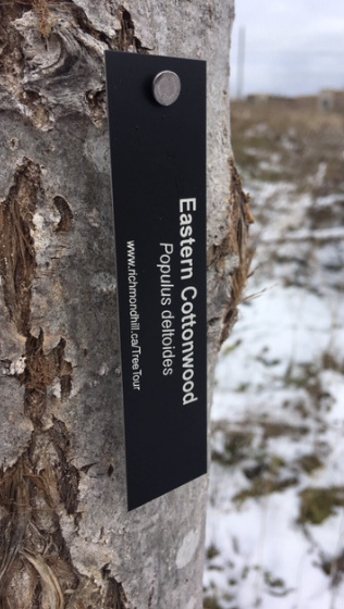 Eastern cottonwood tag hanging from a tree