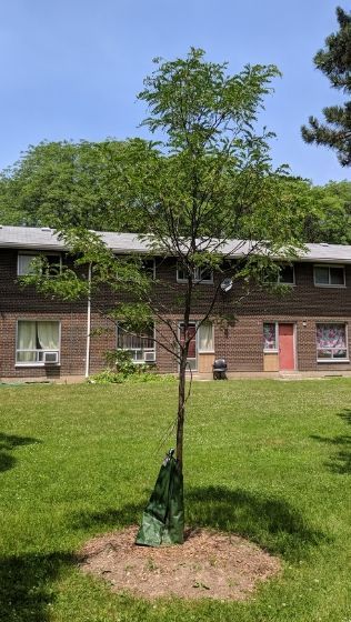 Young honey locust in front of a multi-unit