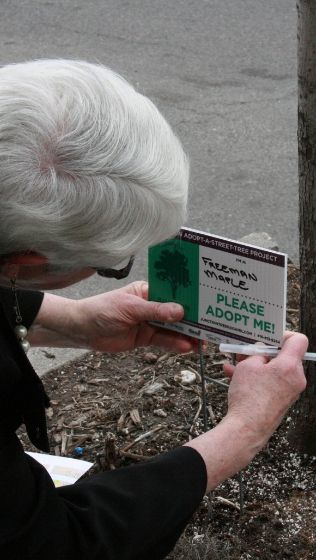 Adopt a Street Tree volunteer placing adoption sign by a tree